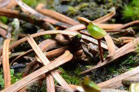 Attēlu rezultāti vaicājumam “Buxbaumia aphylla”