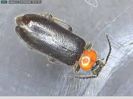 Attēlu rezultāti vaicājumam “Pyrochroidae”