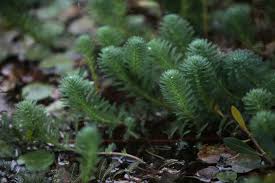 「粉綠狐尾藻」的圖片搜尋結果