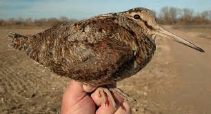 Attēlu rezultāti vaicājumam “Scolopax rusticola juvenile”