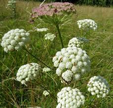 Attēlu rezultāti vaicājumam “Libanotis montana”