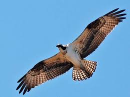 Image result for Pandion haliaetus