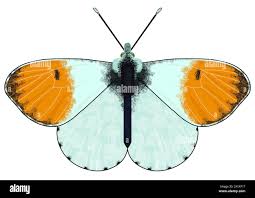 Attēlu rezultāti vaicājumam “Anthocharis cardamines underside”