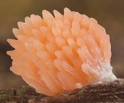 Attēlu rezultāti vaicājumam “Craterium minutum stalked”