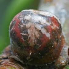 Attēlu rezultāti vaicājumam “Chionaspis salicis”