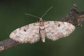 Attēlu rezultāti vaicājumam “Eupithecia tantillaria”