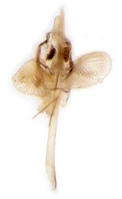 Attēlu rezultāti vaicājumam “Argyresthia semifusca”