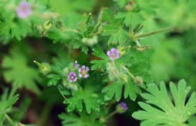 Attēlu rezultāti vaicājumam “Geranium pusillum leaf”