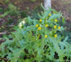 Attēlu rezultāti vaicājumam “Senecio vulgaris leaf”
