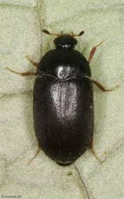 Attēlu rezultāti vaicājumam “Dermestidae”