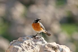 Image result for Irania gutturalis