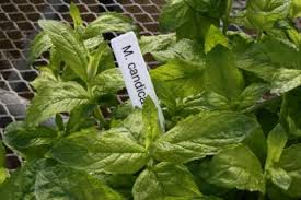 Attēlu rezultāti vaicājumam “Mentha longifolia”