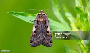 Attēlu rezultāti vaicājumam “Xestia c-nigrum”