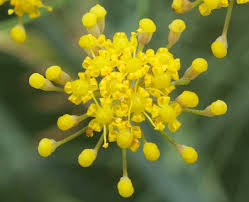 Image result for Pastinaca sativa