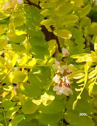 Attēlu rezultāti vaicājumam “Robinia”