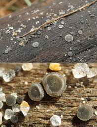 Attēlu rezultāti vaicājumam “Mollisia cinerea”