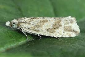 Attēlu rezultāti vaicājumam “Thiodia citrana”