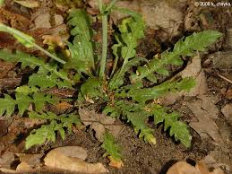 Attēlu rezultāti vaicājumam “Capsella bursa-pastoris bud”