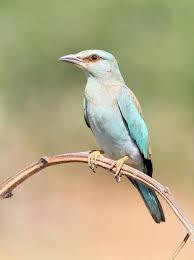 Attēlu rezultāti vaicājumam “Coracias garrulus”