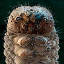 Attēlu rezultāti vaicājumam “Acari”