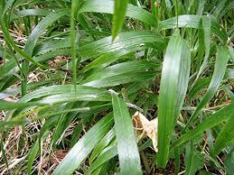 Attēlu rezultāti vaicājumam “Brachypodium sylvaticum”