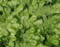 Attēlu rezultāti vaicājumam “Lejeunea cavifolia”