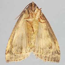 Attēlu rezultāti vaicājumam “Tetheella fluctuosa”