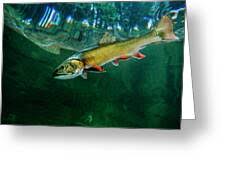 Image result for Salvelinus namaycush