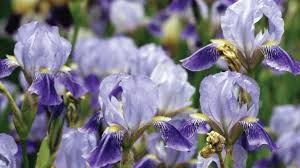 Image result for Iris