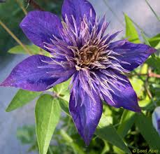 Image result for clematis multi blue