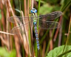 Attēlu rezultāti vaicājumam “Aeshna viridis”