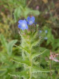 Attēlu rezultāti vaicājumam “Anchusa arvensis flower”