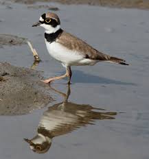 Attēlu rezultāti vaicājumam “Charadrius dubius”