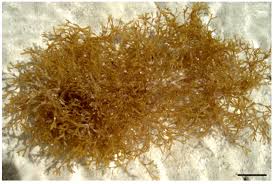 Attēlu rezultāti vaicājumam “Diachea dictyospora (syn. Craterium dictyosporum) young”