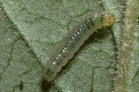 Attēlu rezultāti vaicājumam “Calybites phasianipennella”