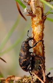 Attēlu rezultāti vaicājumam “Hylobius abietis”