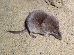 Attēlu rezultāti vaicājumam “Sorex sp.”