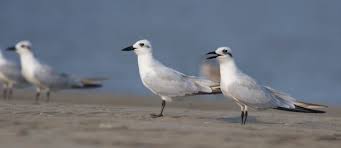 Image result for Gelochelidon nilotica