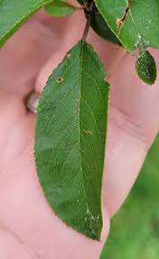 Attēlu rezultāti vaicājumam “Prunus domestica subsp. domestica leaf”