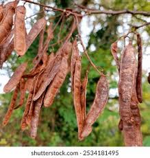 Attēlu rezultāti vaicājumam “Robinia pseudoacacia fruit”