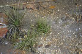 Attēlu rezultāti vaicājumam “Isoetaceae”