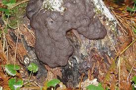 Attēlu rezultāti vaicājumam “Stemonitopsis subcaespitosa macro”