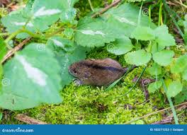 Attēlu rezultāti vaicājumam “Sicista betulina”