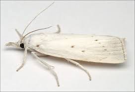 Attēlu rezultāti vaicājumam “Calamotropha paludella”