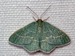 Attēlu rezultāti vaicājumam “Chlorissa viridata”