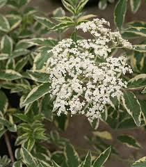 Attēlu rezultāti vaicājumam “Sambucus nigra leaf”