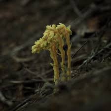 Attēlu rezultāti vaicājumam “Monotropa hypopitys”