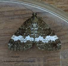 Attēlu rezultāti vaicājumam “Perizoma affinitata”