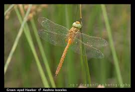 Attēlu rezultāti vaicājumam “Aeshna isoceles”