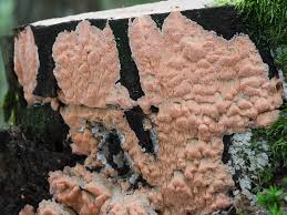 Attēlu rezultāti vaicājumam “Rhodonia placenta”